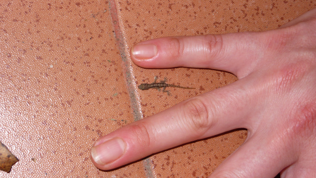 In unserem Hotel entdecken wir einen Mini-Gecko